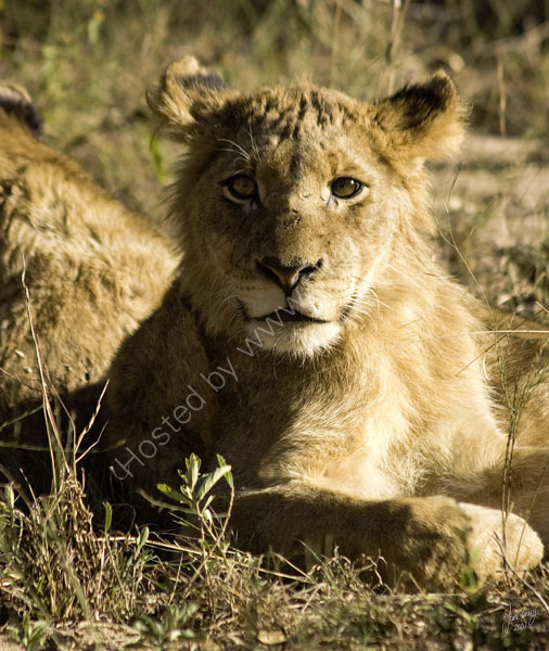 A youngster from the Tsalala pride.